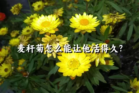 麦秆菊怎么能让他活得久？