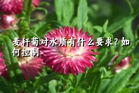 麦秆菊对水质有什么要求？如何控制