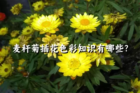 麦秆菊插花色彩知识有哪些？