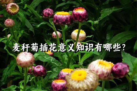 麦秆菊插花意义知识有哪些？