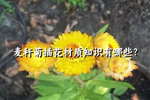 麦秆菊插花材质知识有哪些？