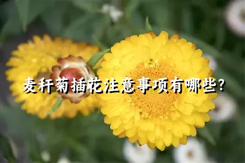 麦秆菊插花注意事项有哪些？