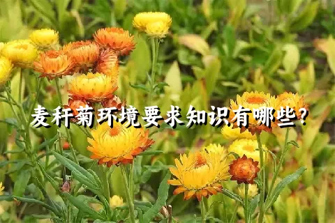 麦秆菊环境要求知识有哪些？