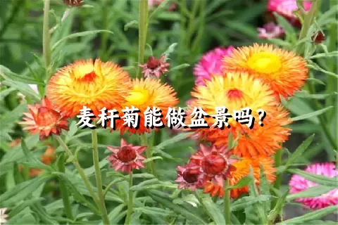 麦秆菊能做盆景吗？