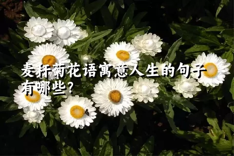 麦秆菊花语寓意人生的句子有哪些？