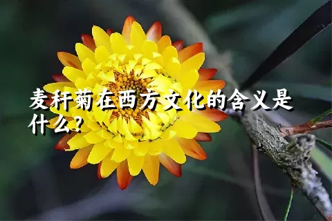 麦秆菊在西方文化的含义是什么？