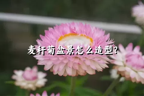 麦秆菊盆景怎么造型？