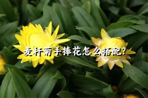 麦秆菊手捧花怎么搭配？