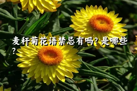 麦秆菊花语禁忌有吗？是哪些？