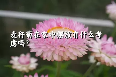 麦秆菊在家中摆放有什么考虑吗？