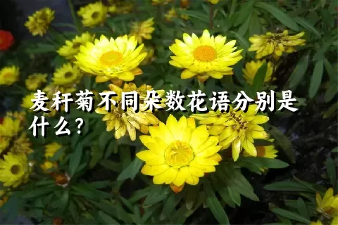 麦秆菊不同朵数花语分别是什么？