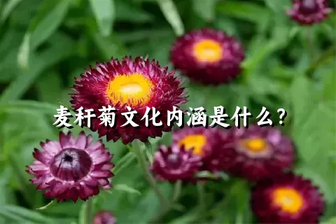 麦秆菊文化内涵是什么？