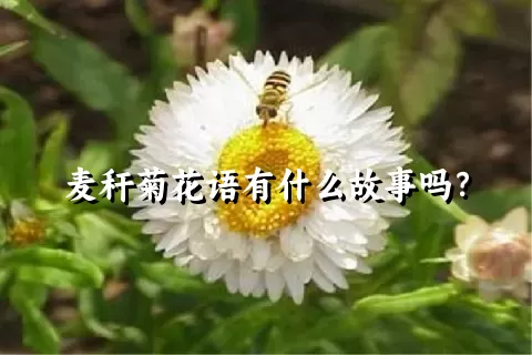 麦秆菊花语有什么故事吗？