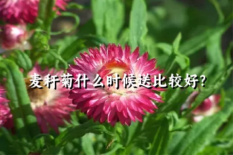 麦秆菊什么时候送比较好？