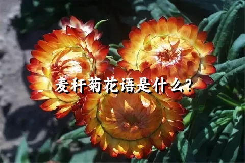 麦秆菊花语是什么？