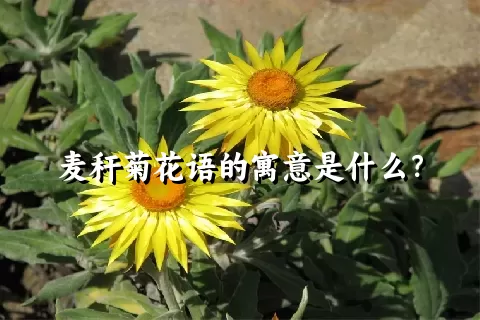 麦秆菊花语的寓意是什么？