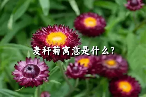 麦秆菊寓意是什么？