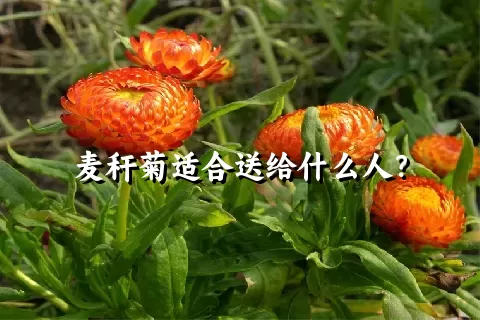 麦秆菊适合送给什么人？