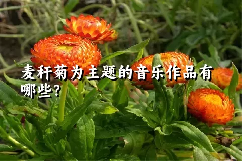 麦秆菊为主题的音乐作品有哪些？