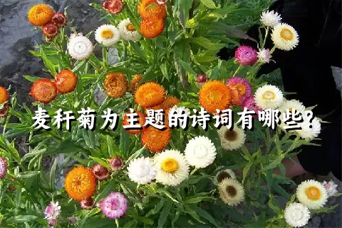 麦秆菊为主题的诗词有哪些？