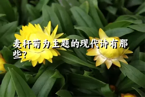 麦秆菊为主题的现代诗有那些？