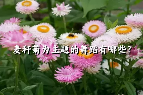 麦秆菊为主题的舞蹈有哪些？