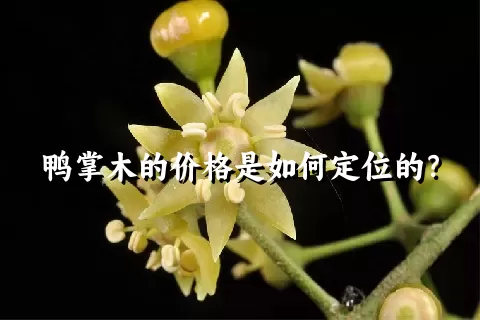 鸭掌木的价格是如何定位的？