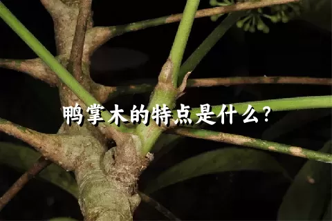 鸭掌木的特点是什么？