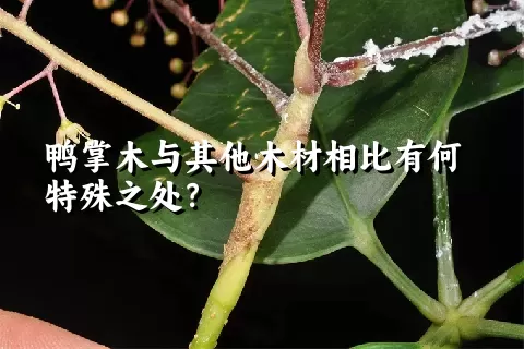 鸭掌木与其他木材相比有何特殊之处？