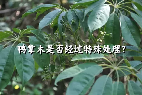 鸭掌木是否经过特殊处理？