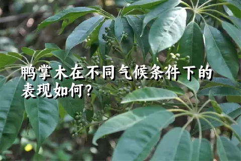 鸭掌木在不同气候条件下的表现如何？