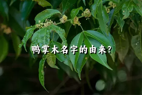 鸭掌木名字的由来？