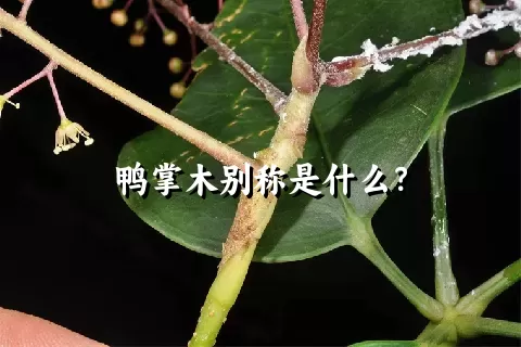 鸭掌木别称是什么？