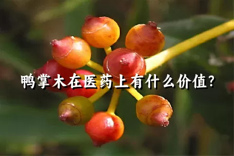 鸭掌木在医药上有什么价值？