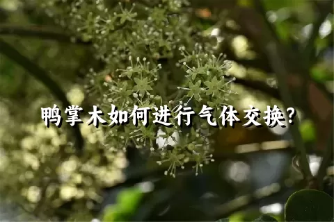 鸭掌木如何进行气体交换？