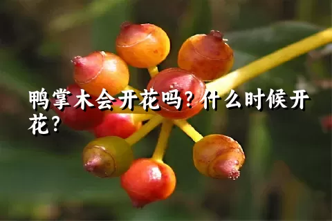 鸭掌木会开花吗？什么时候开花？