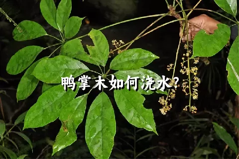 鸭掌木如何浇水？