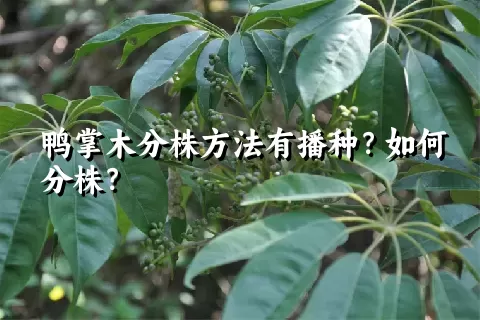 鸭掌木分株方法有播种？如何分株？