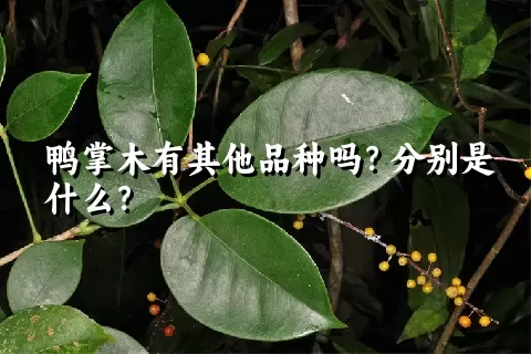 鸭掌木有其他品种吗？分别是什么？