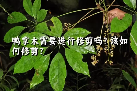 鸭掌木需要进行修剪吗？该如何修剪？