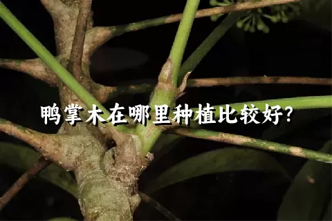 鸭掌木在哪里种植比较好？