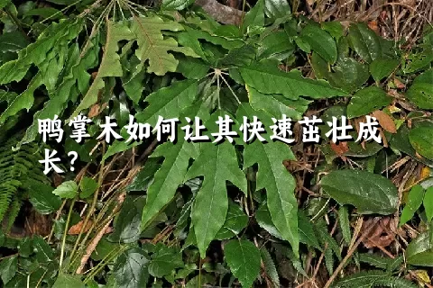 鸭掌木如何让其快速茁壮成长？