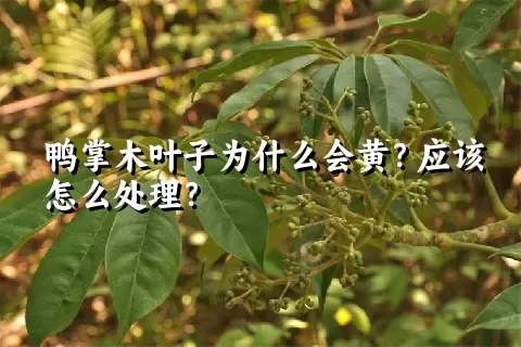 鸭掌木叶子为什么会黄？应该怎么处理？