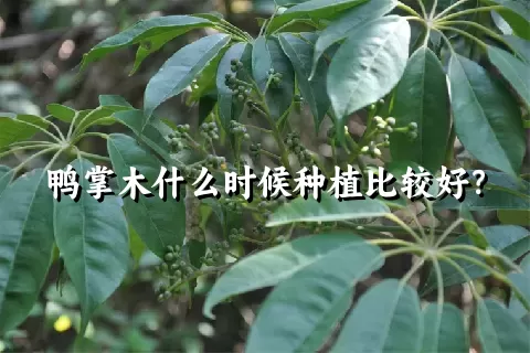 鸭掌木什么时候种植比较好？