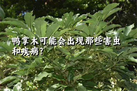 鸭掌木可能会出现那些害虫和疾病？