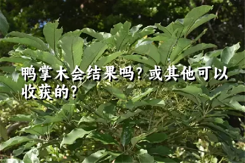 鸭掌木会结果吗？或其他可以收获的？