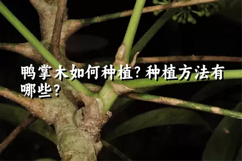 鸭掌木如何种植？种植方法有哪些？