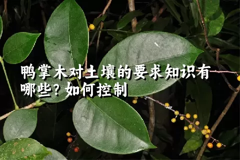 鸭掌木对土壤的要求知识有哪些？如何控制