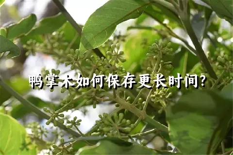 鸭掌木如何保存更长时间？