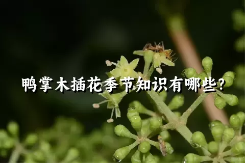 鸭掌木插花季节知识有哪些？